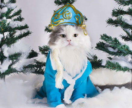 christmas-safety-cats-04