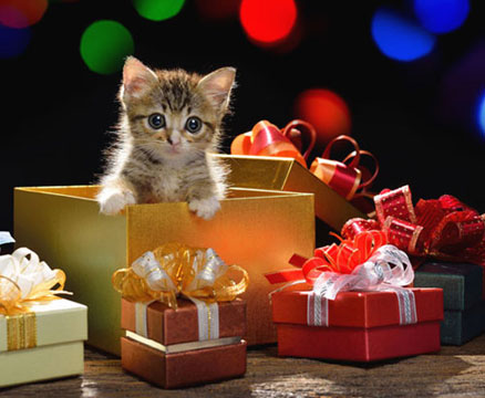 christmas-safety-cats-06