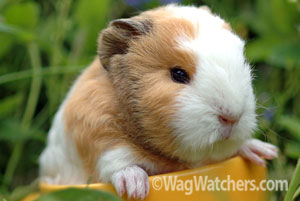 guinea-pig-t