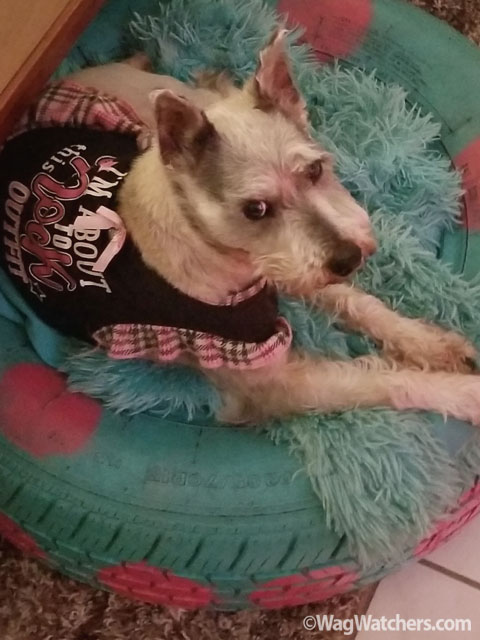 dog-sitting-davenport-fl