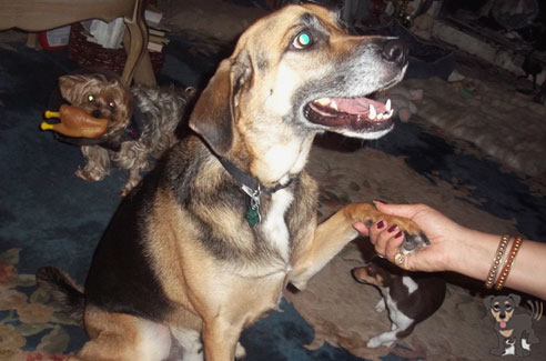 pet-hotel-sarasota-fl