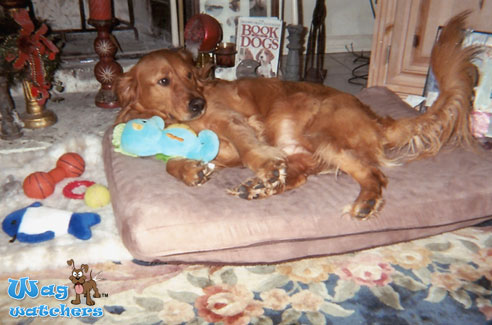 pet-sitting-sarasota-fl