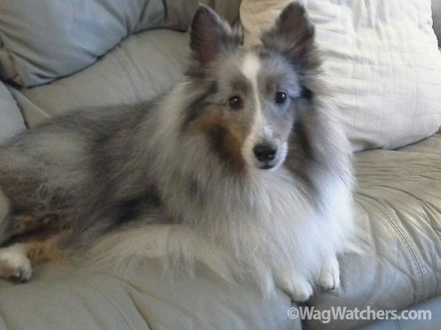 pet-sitting-punta-gorda