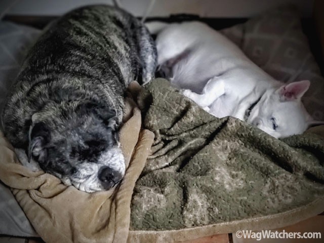 port-charlotte-dog-daycare