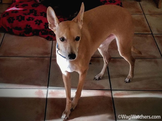 port-charlotte-dog-sitting