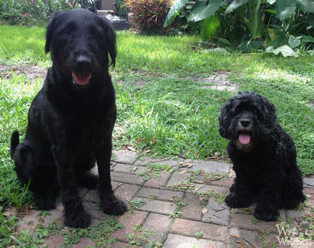 Wag Watchers Dog Boarding, Dog Walking, Pet Sitting & More