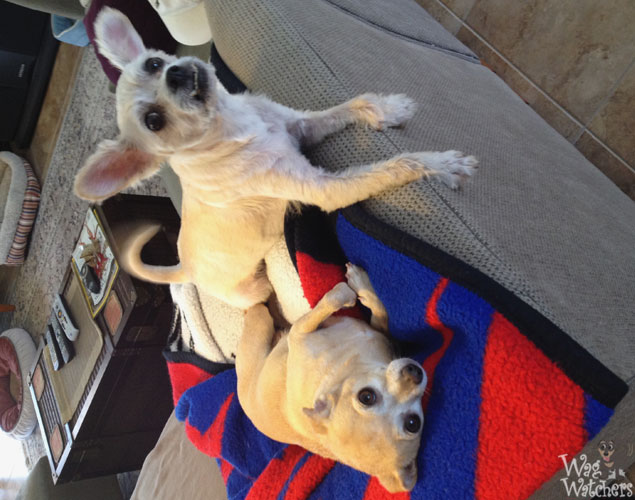 Wag Watchers Dog Boarding, Dog Walking, Pet Sitting & More