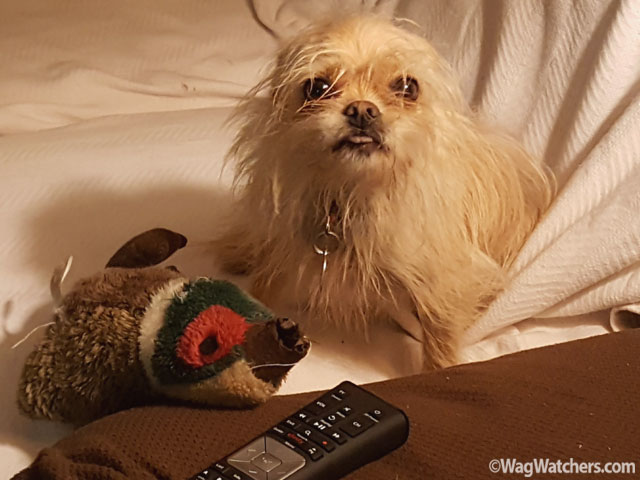 dog-boarding-lenior-nc