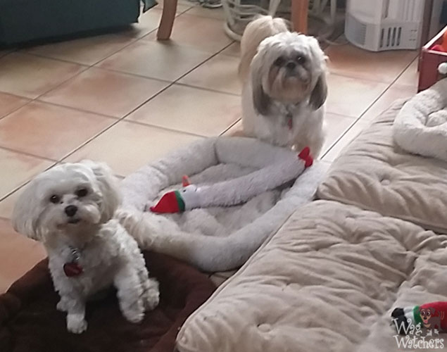 dog-sitting-north-port-fl