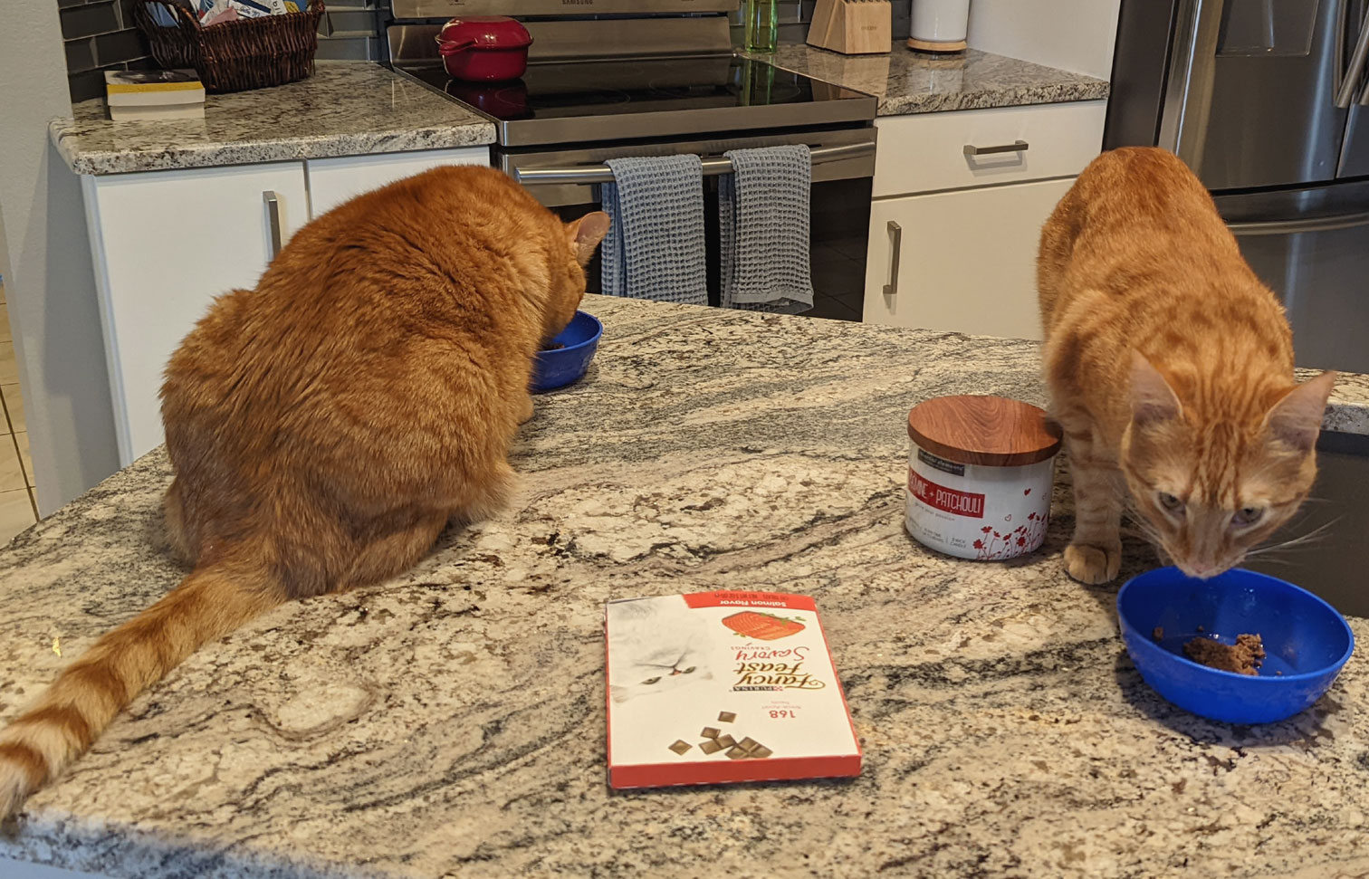 Two cats eating on counter