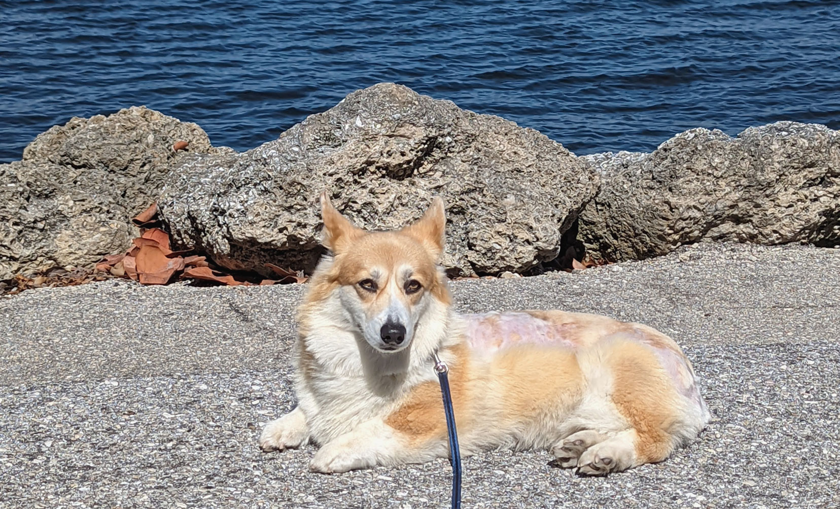 dog walking a corgi in port charlotte fl