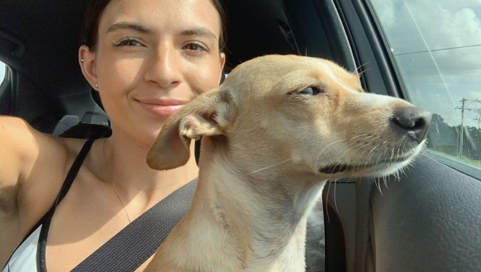 Pet transportation for yellow lab